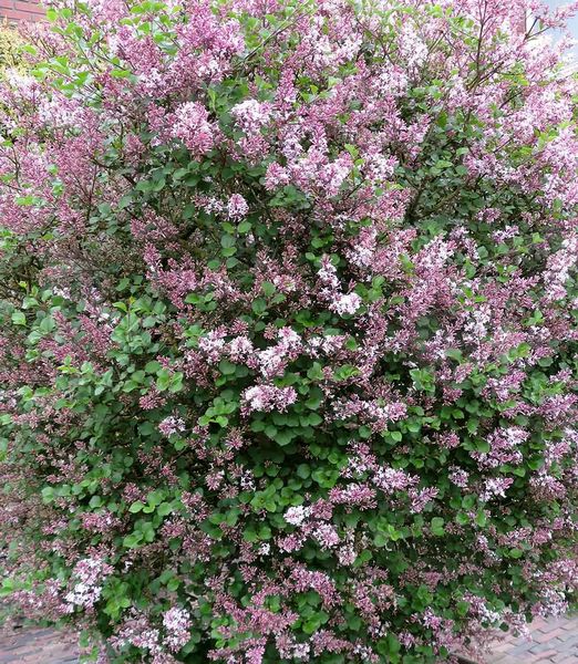 Syringa meyeri 'Palibin'